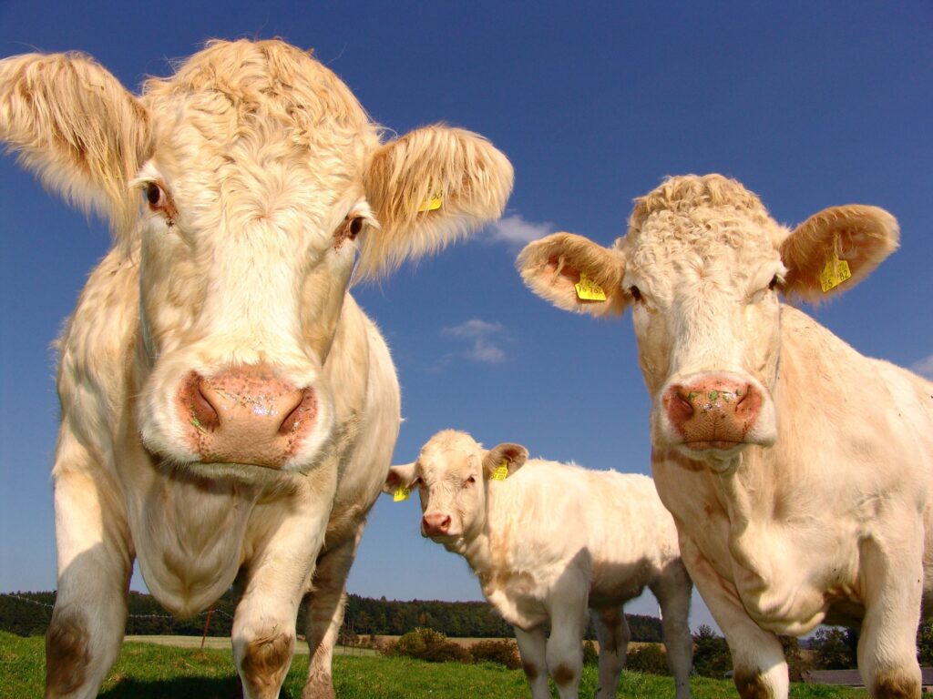 happy-cows-raw-milk